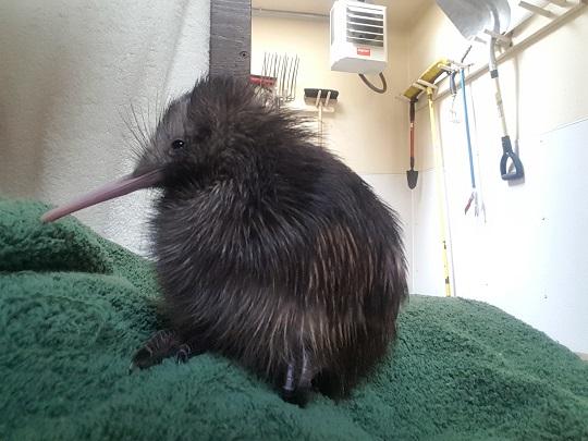 kiwi baby 