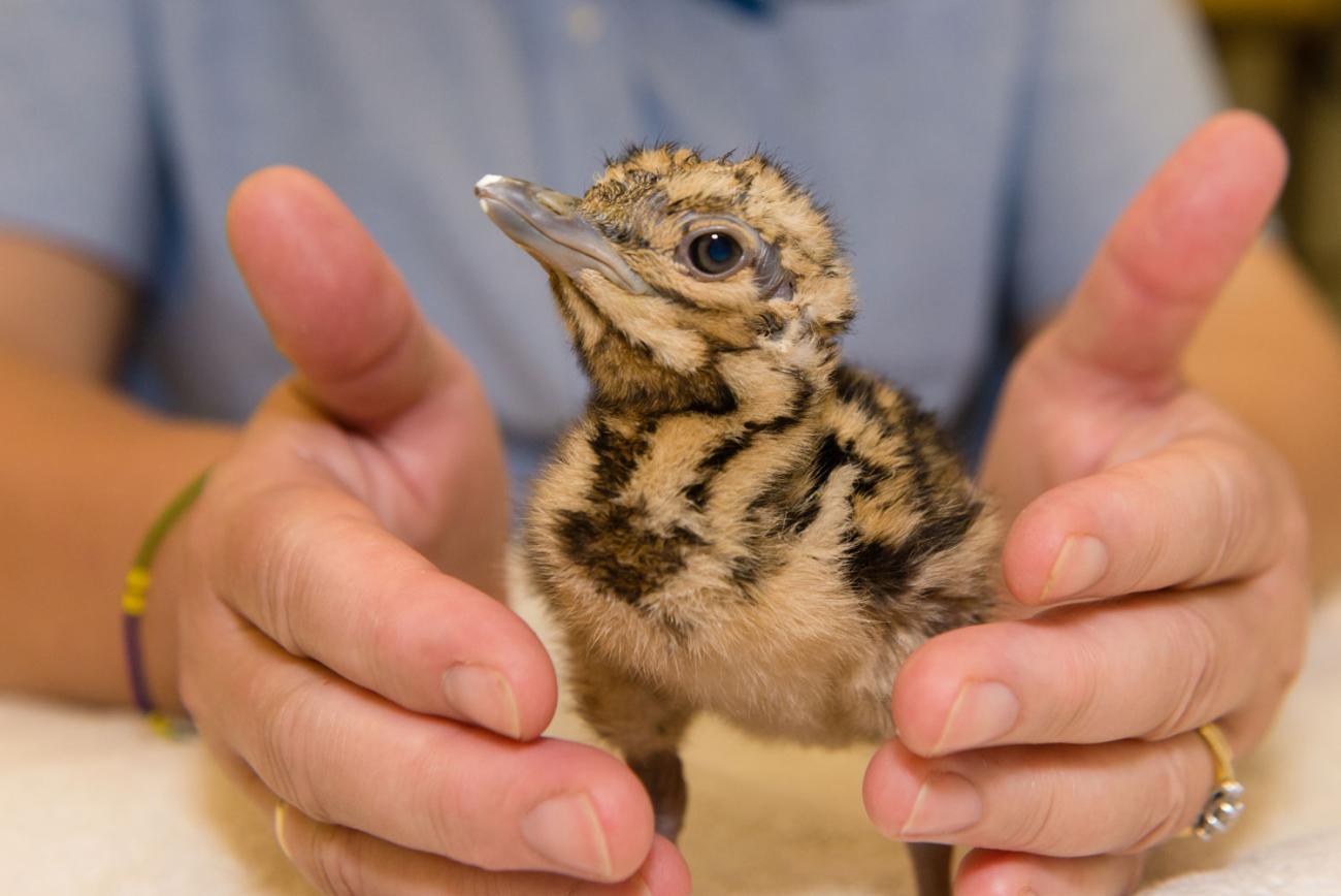 Kori bustard chick between keeper's hands