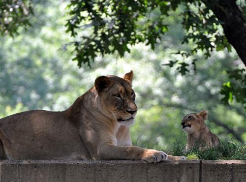 cub looks at mother