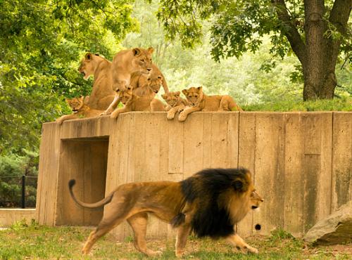 lions on top of cement structure as male Luke walks by below