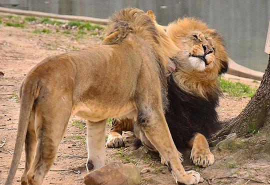 male lions play together