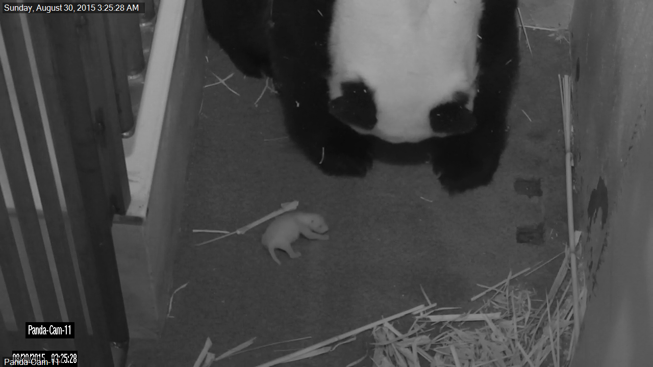 Mei Xiang and cub 