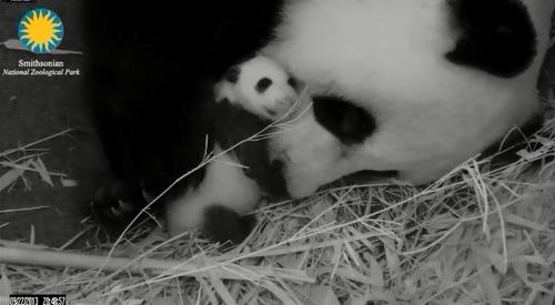 cub nestled against mother's face