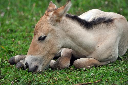 Przewalski's horse filly