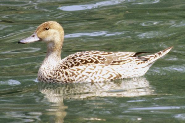 pintail duck female floats on water