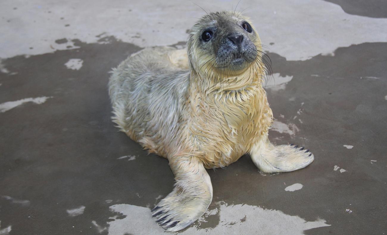 seal pup looks up