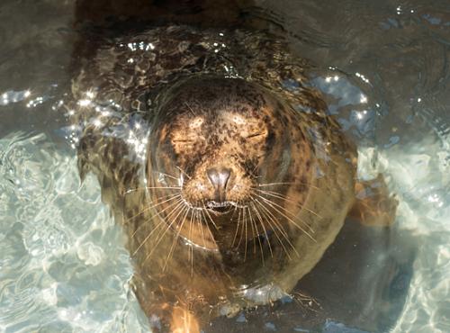 seal pup squints in sun