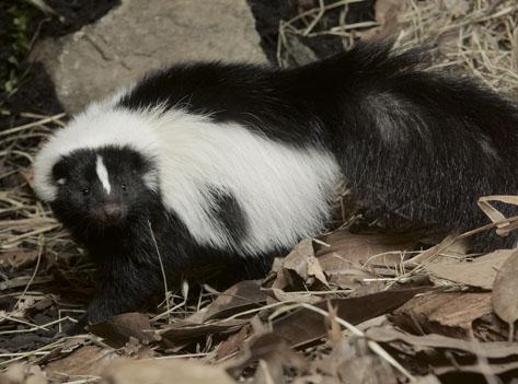 striped skunk on leaves