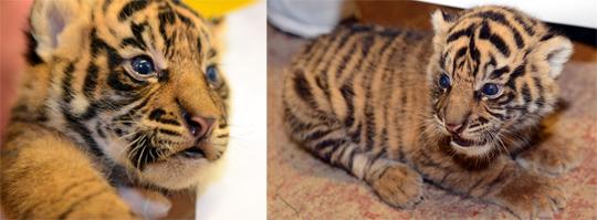 Close up of the male cub (on the left) and the female cub (on the right.)