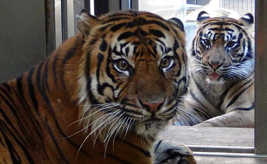 Soyono the sumatran tiger with other tiger in background