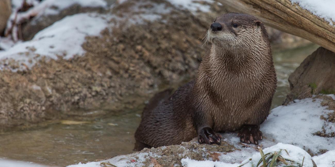 A North American river otter climbing over a snowy log