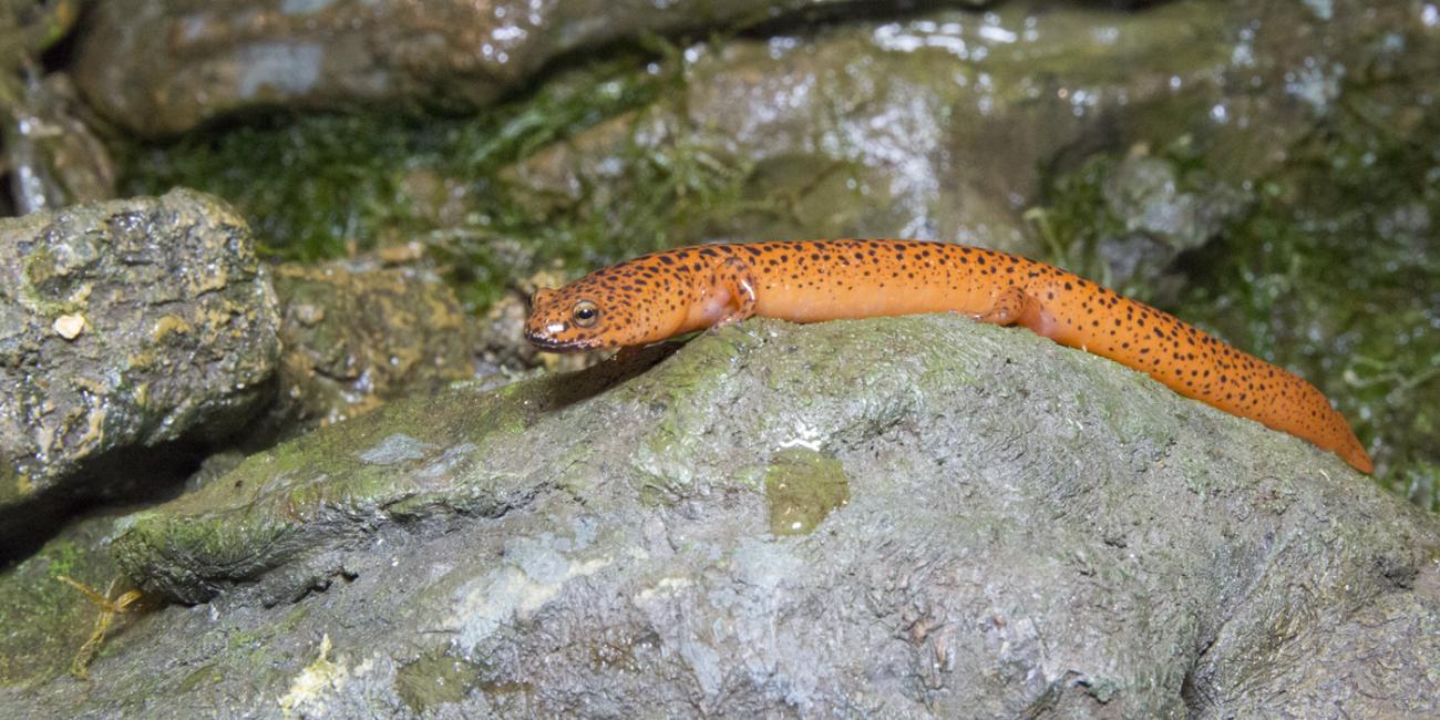 A northern red salamander climbing over rocks