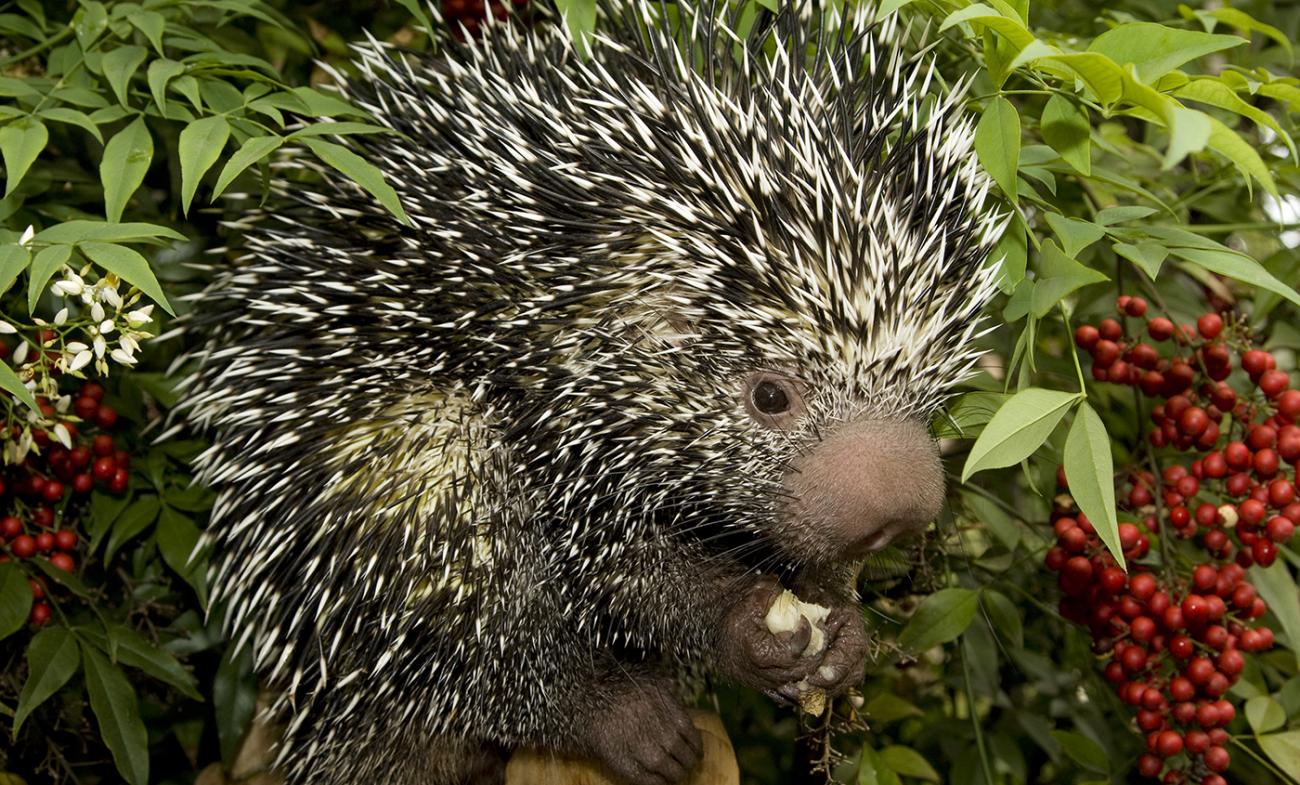 Black and white spiky quills adorn the entire body of this medium-sized mammal