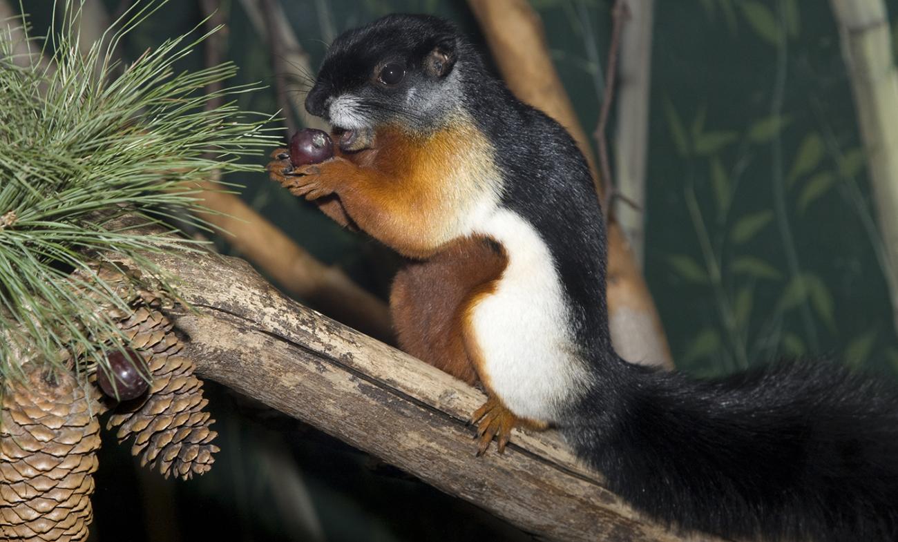 A squirrel with audacious patterning of black, cream, chestnut brown and orangey gold.