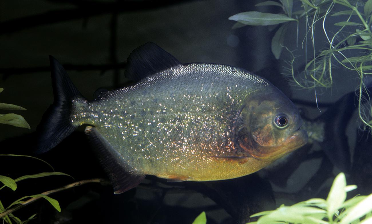 Silver fish with orange-red blush to its belly swimming underwater