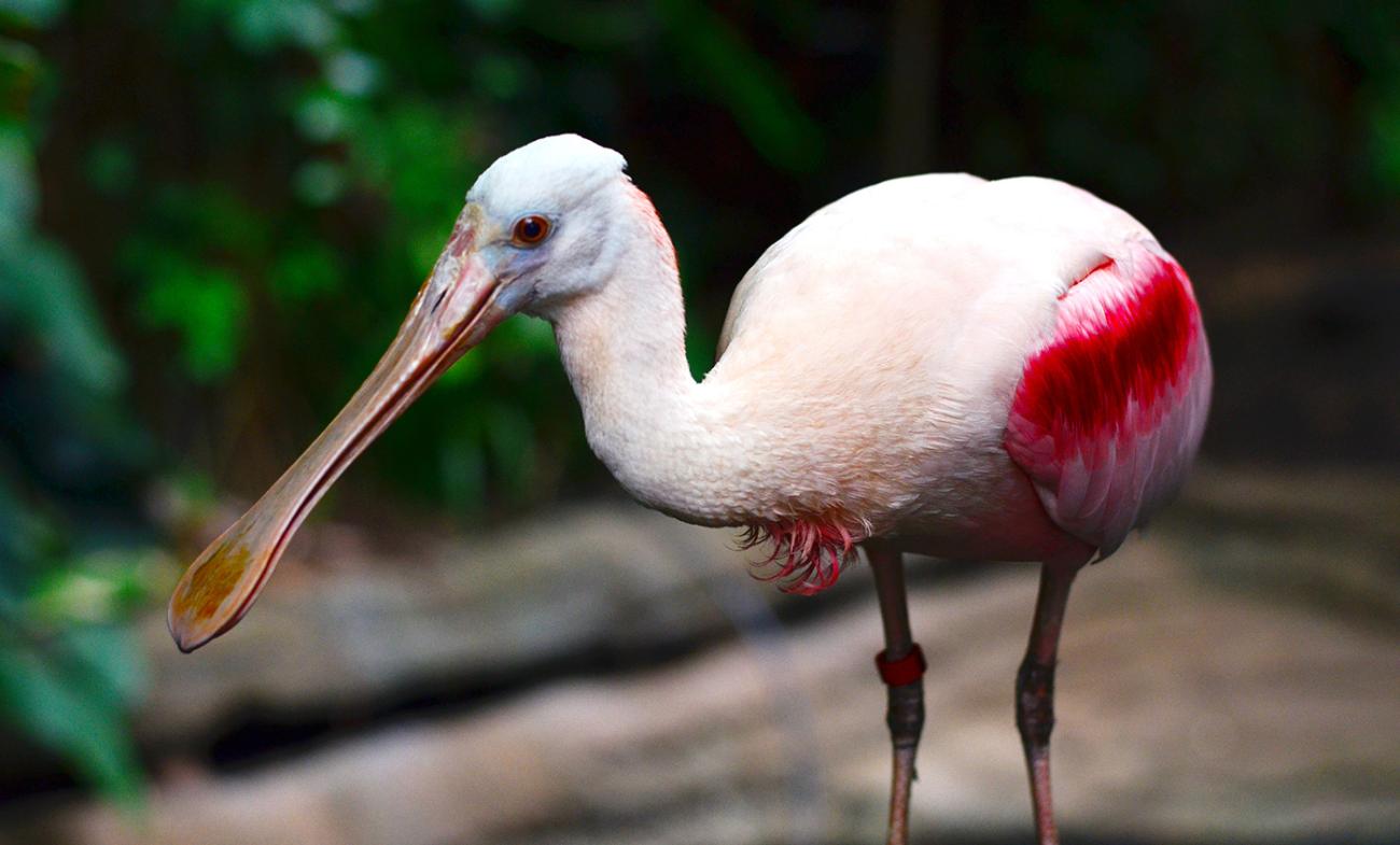 Bright pink-winged bird with a pinkish blush to the rest of the plumage. The bill is long and widened at the tip.