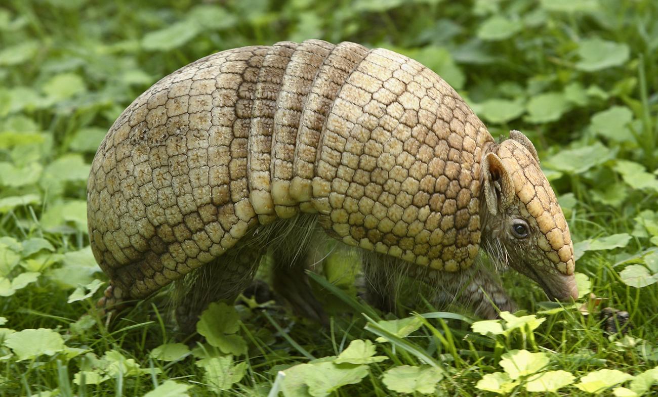 La Plata three banded armadillo