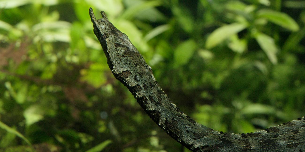 A tentacled snake swimming in water with green plants in the background