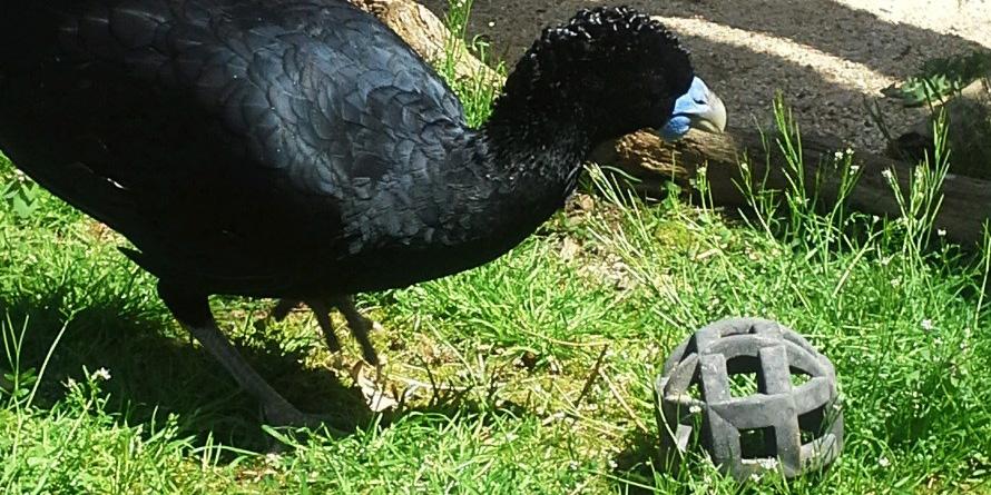 Blue-billed curassow