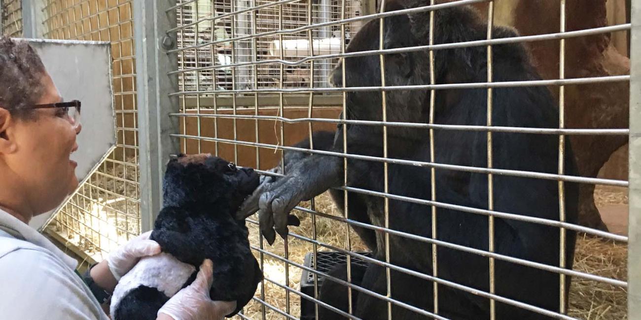 Calaya with animal keeper Melba Brown and a toy gorilla