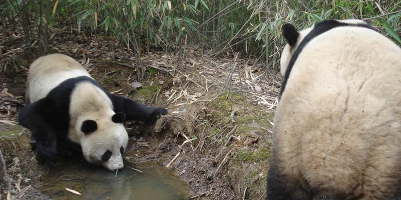 Giant pandas