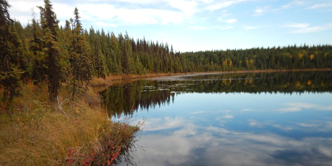 lake surrounded by trees