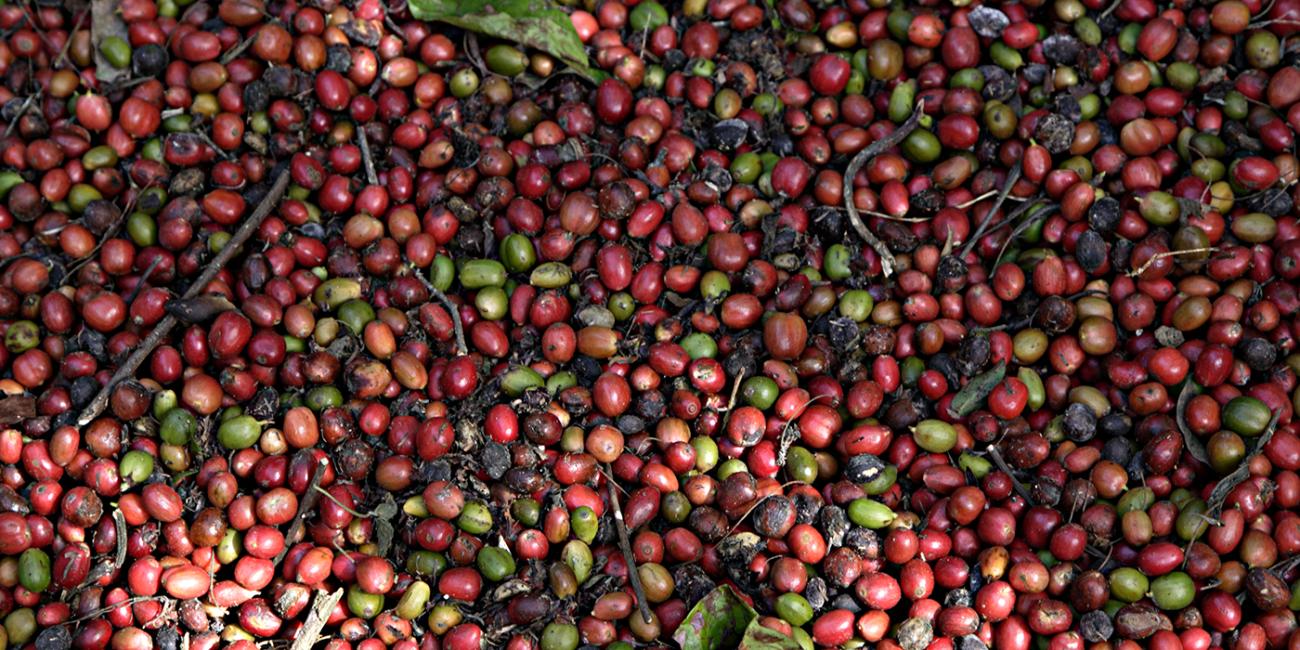 Coffee beans