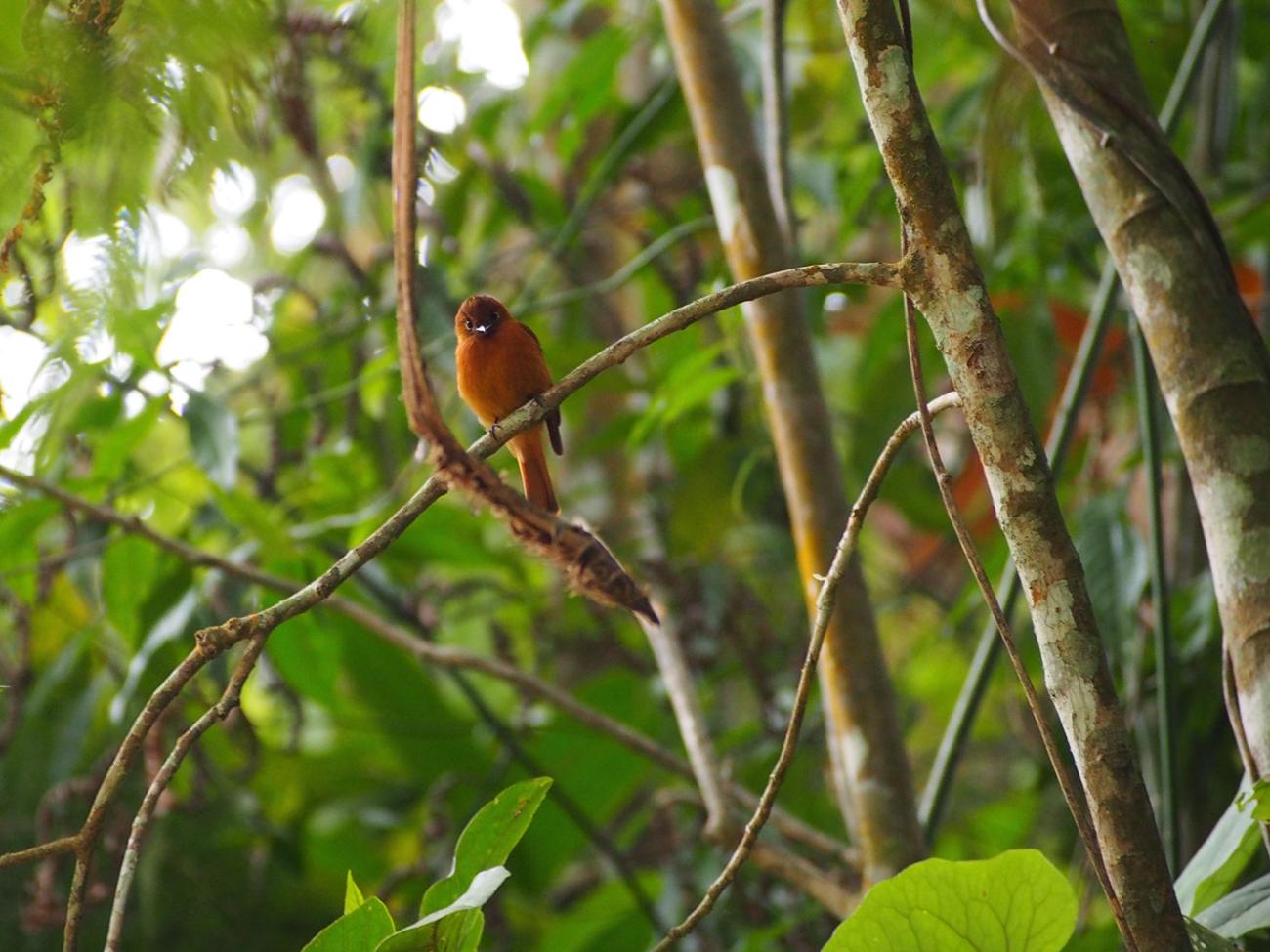 small bird staring at viewer