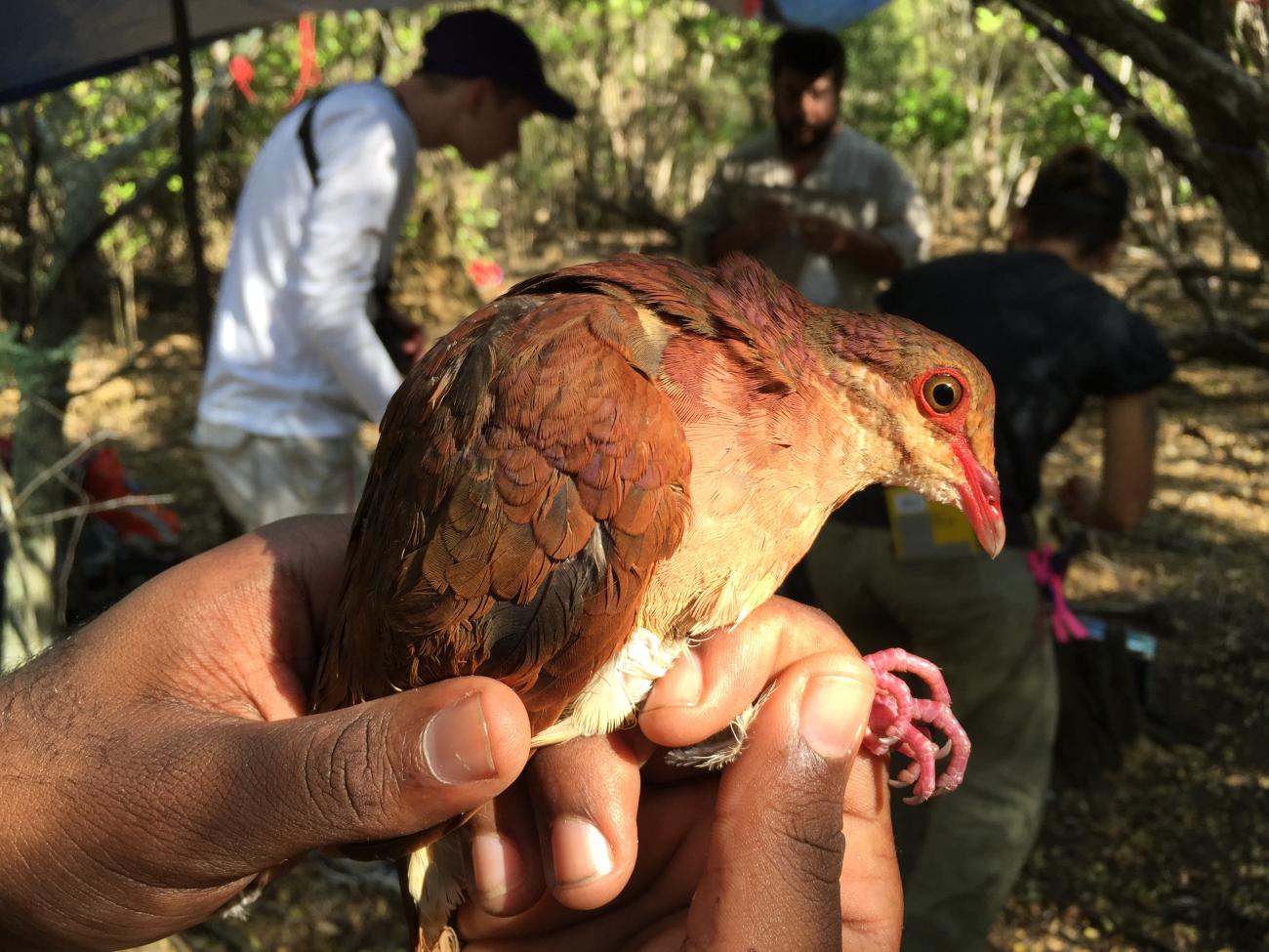 A ruddy quail dove being held in someone's hand