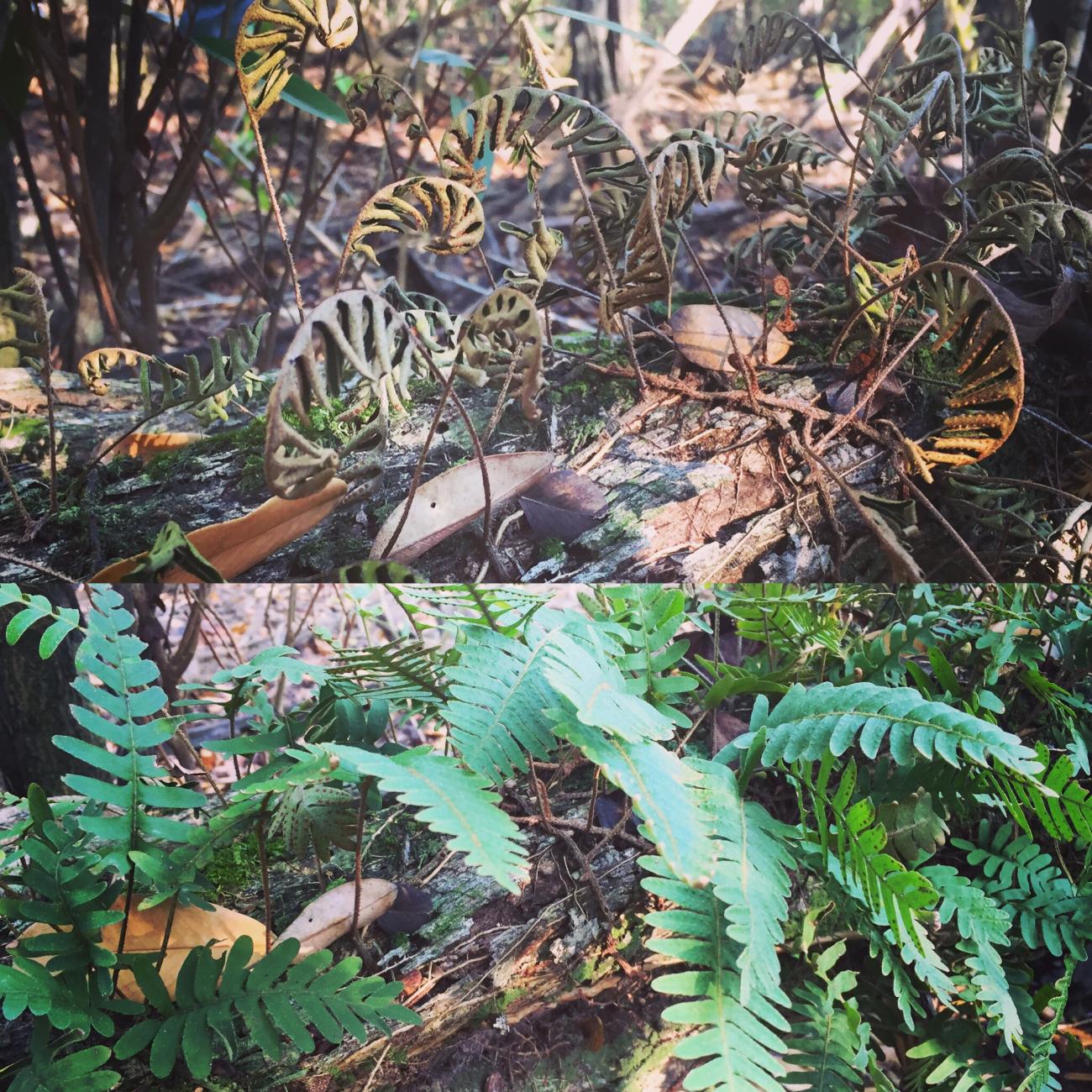 The top of this photo depicts leaves in the dry season and the bottom depicts leaves in the wet season