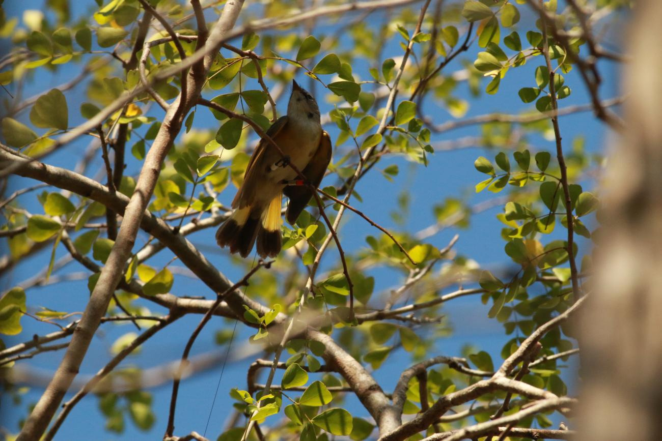 An American redstart bid in a tree