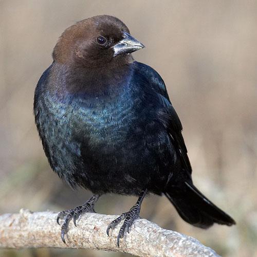 dark bird with conical bill