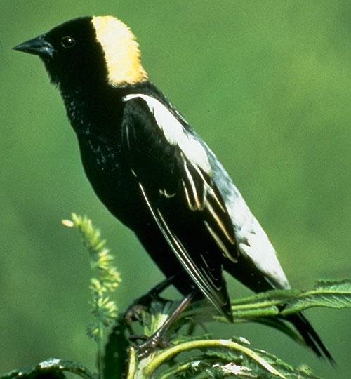 dark bird in field