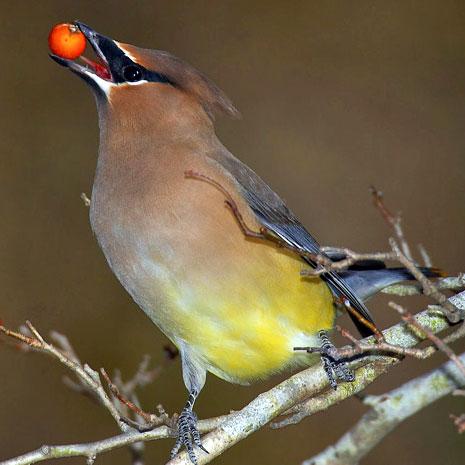 bird eating berry