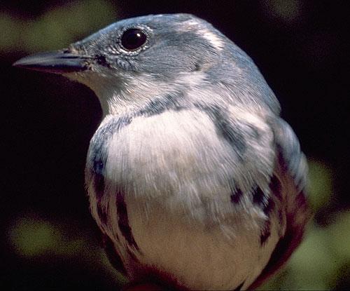 bird profile