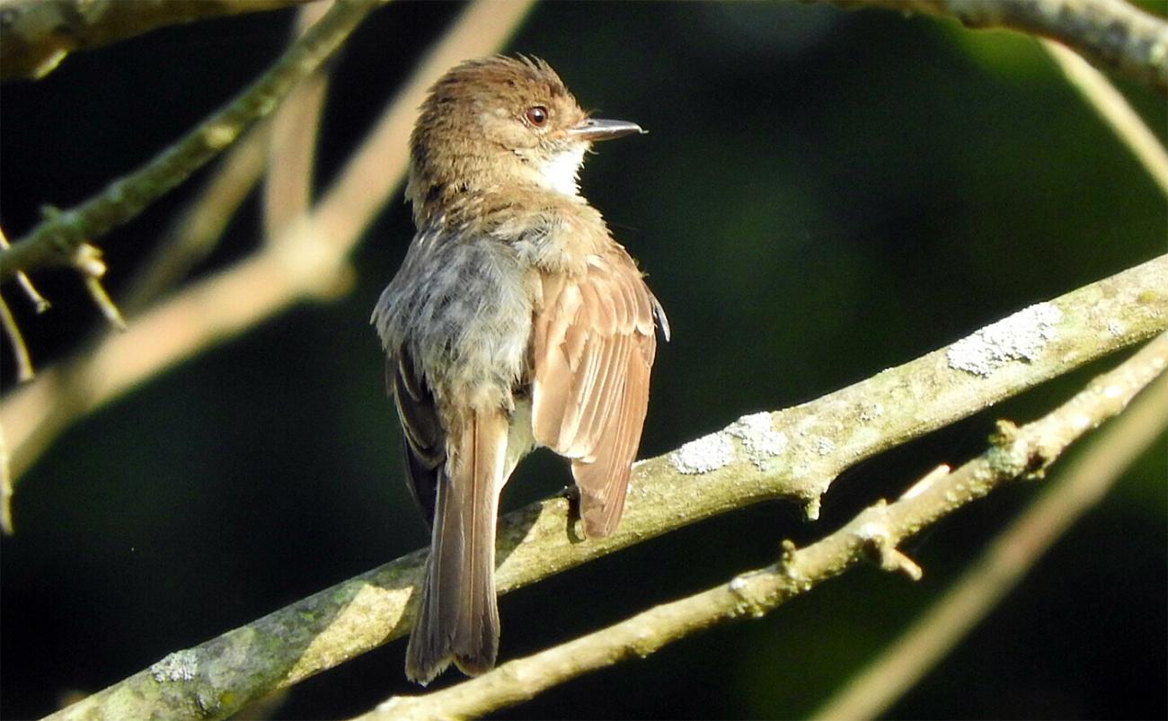 small bird with thin bill