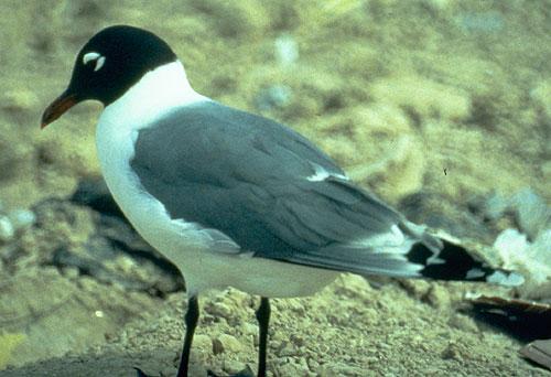 sea gull with dark hood on sand