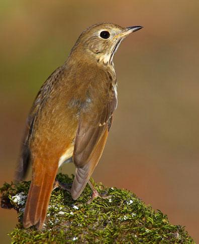 bird standing on moss