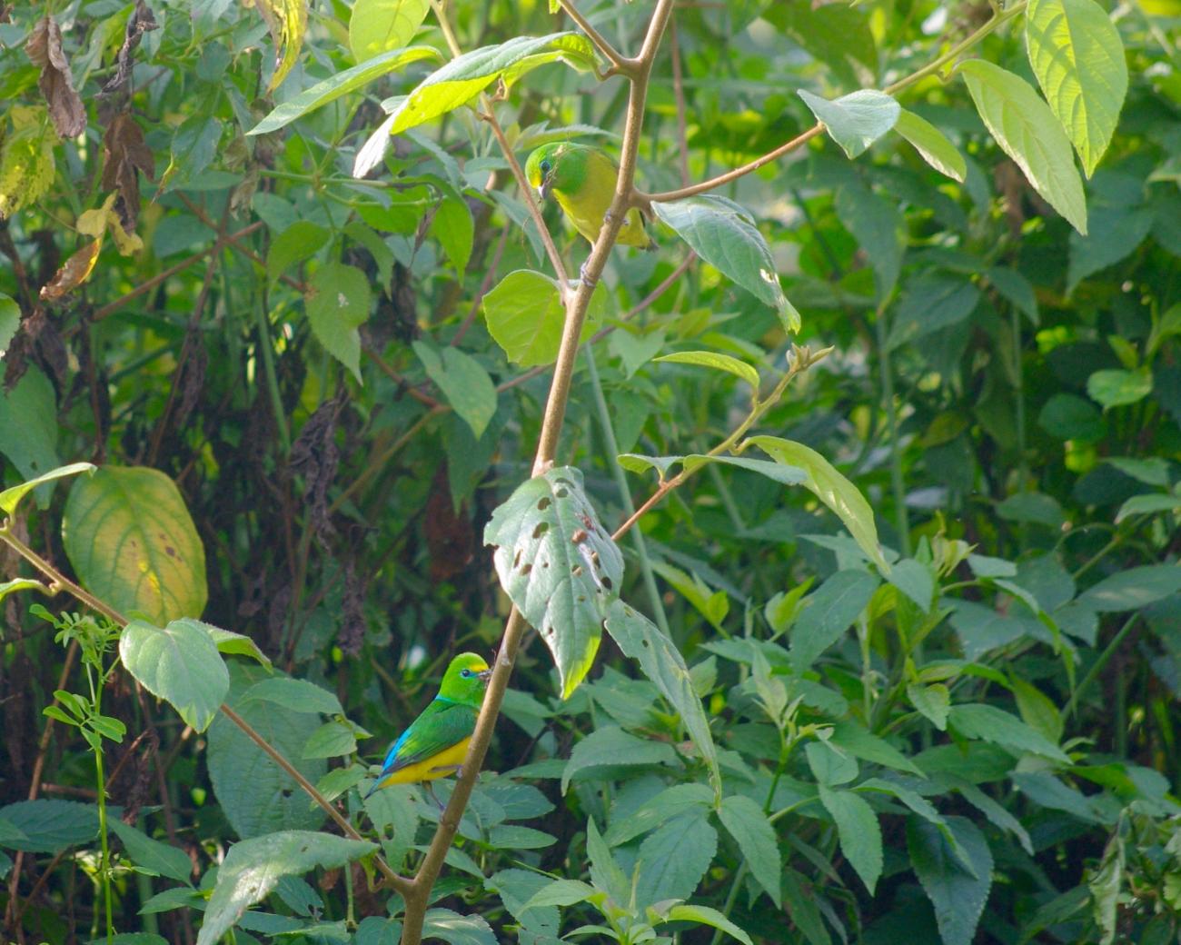 A blue-naped chlorophonia bird sits on a branch