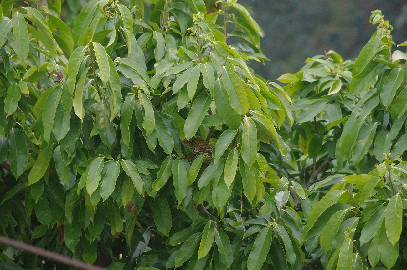 Bird's nest nestled in the leaves of a tree