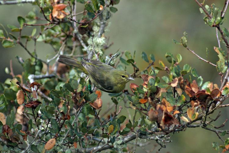 drab bird in a shrub