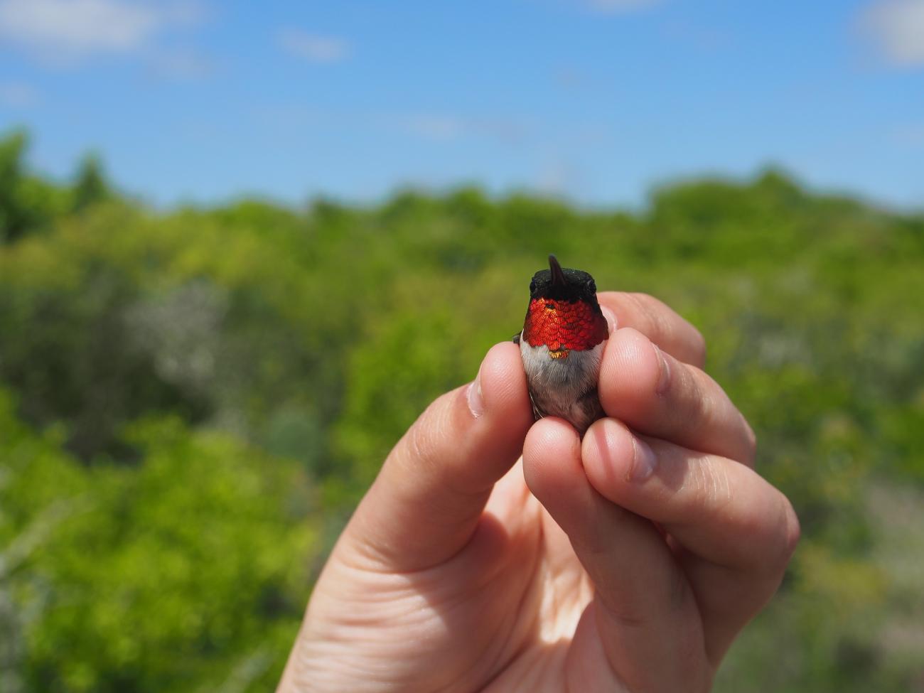 A ruby-throated hummingbird