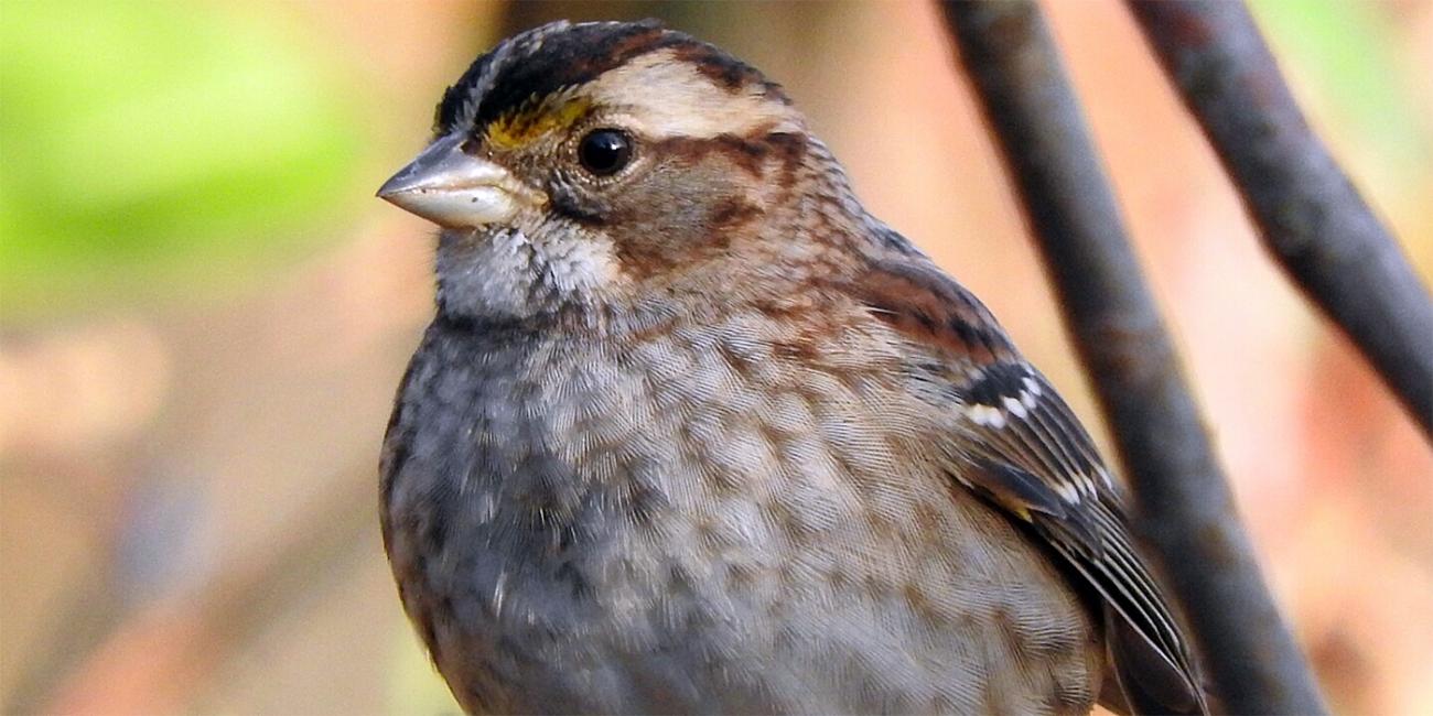 brown bird with a pale throat and conical bill