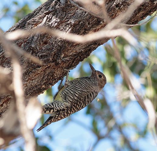 bird clinging to bark