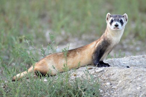 black footed ferret looks at camera after being released