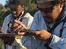 taking bird measurements