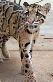 clouded leopard walks