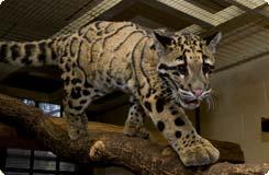 clouded leopard walks on branch