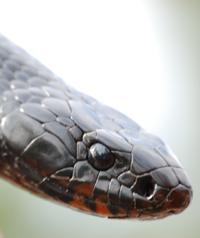 eastern indigo snake