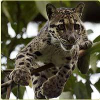 clouded leopard in tree